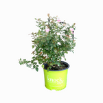 Blushing Knockout Rose