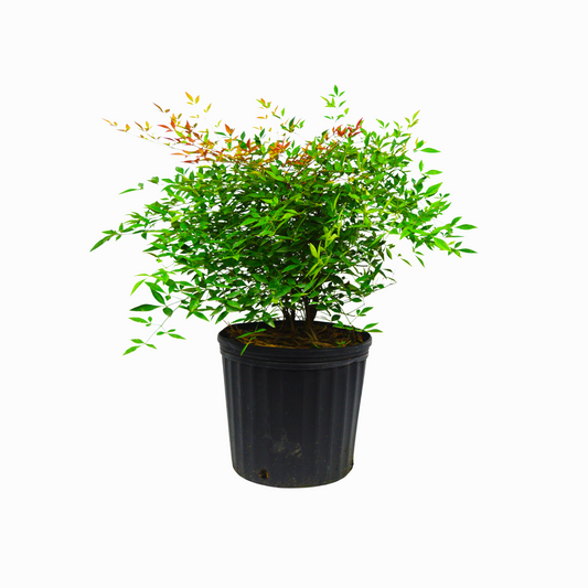 Compacta Nandina