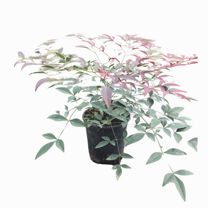 Flirt Nandina™