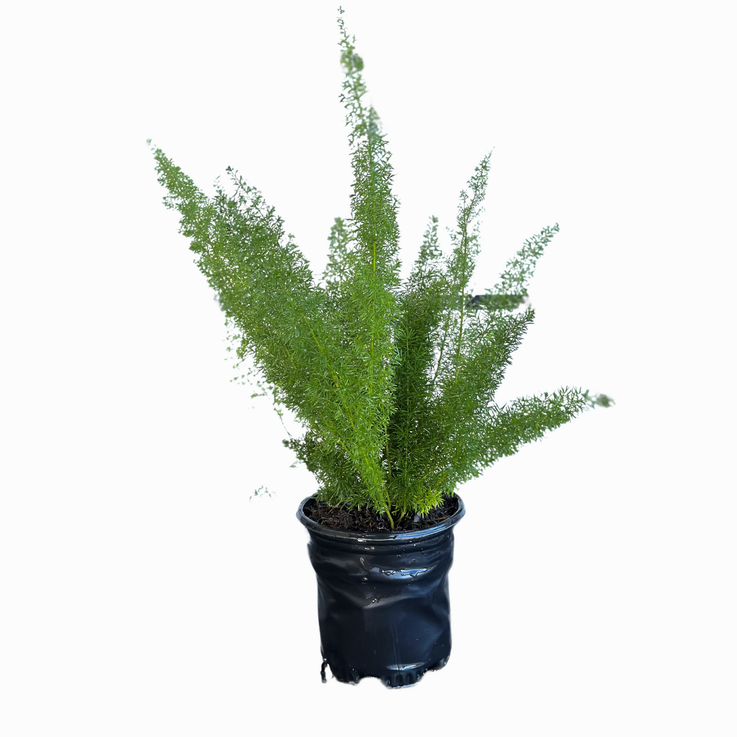 Foxtail Fern