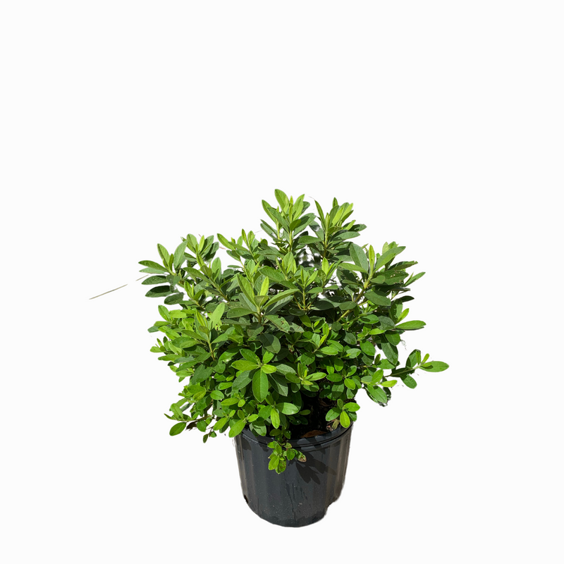 鞍葉ページ George Tabor Azalea – michaelsnursery