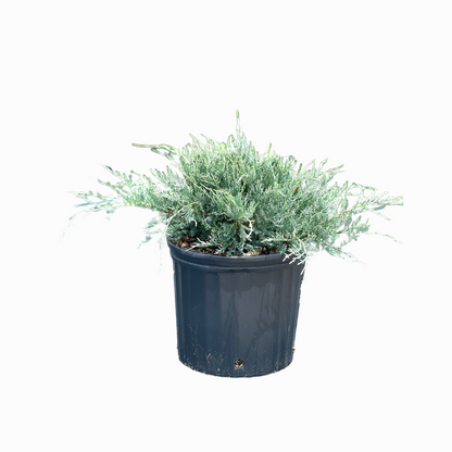 Grey Owl Juniper