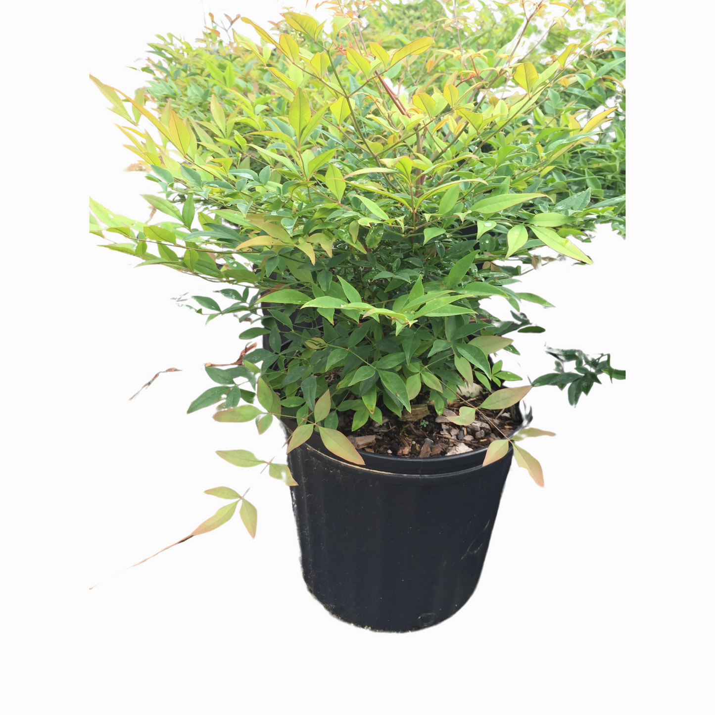 Gulf Stream Nandina