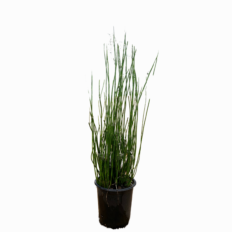 grow horsetail plant in pots Horse Tail Reed – michaelsnursery