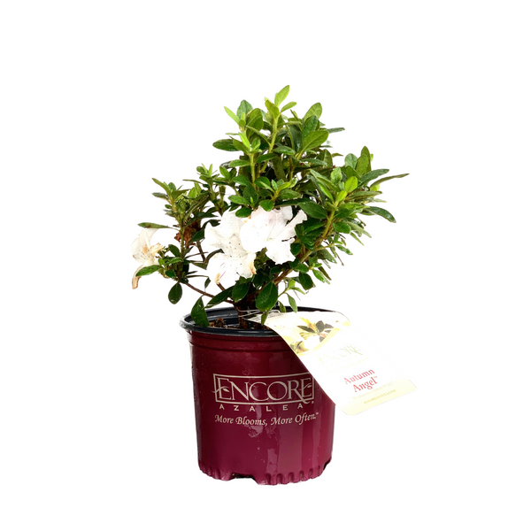Encore Azalea Autumn Angel®