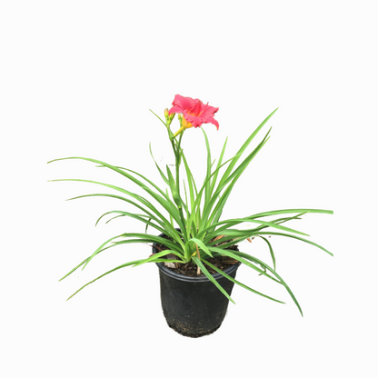 Little Business DayLily