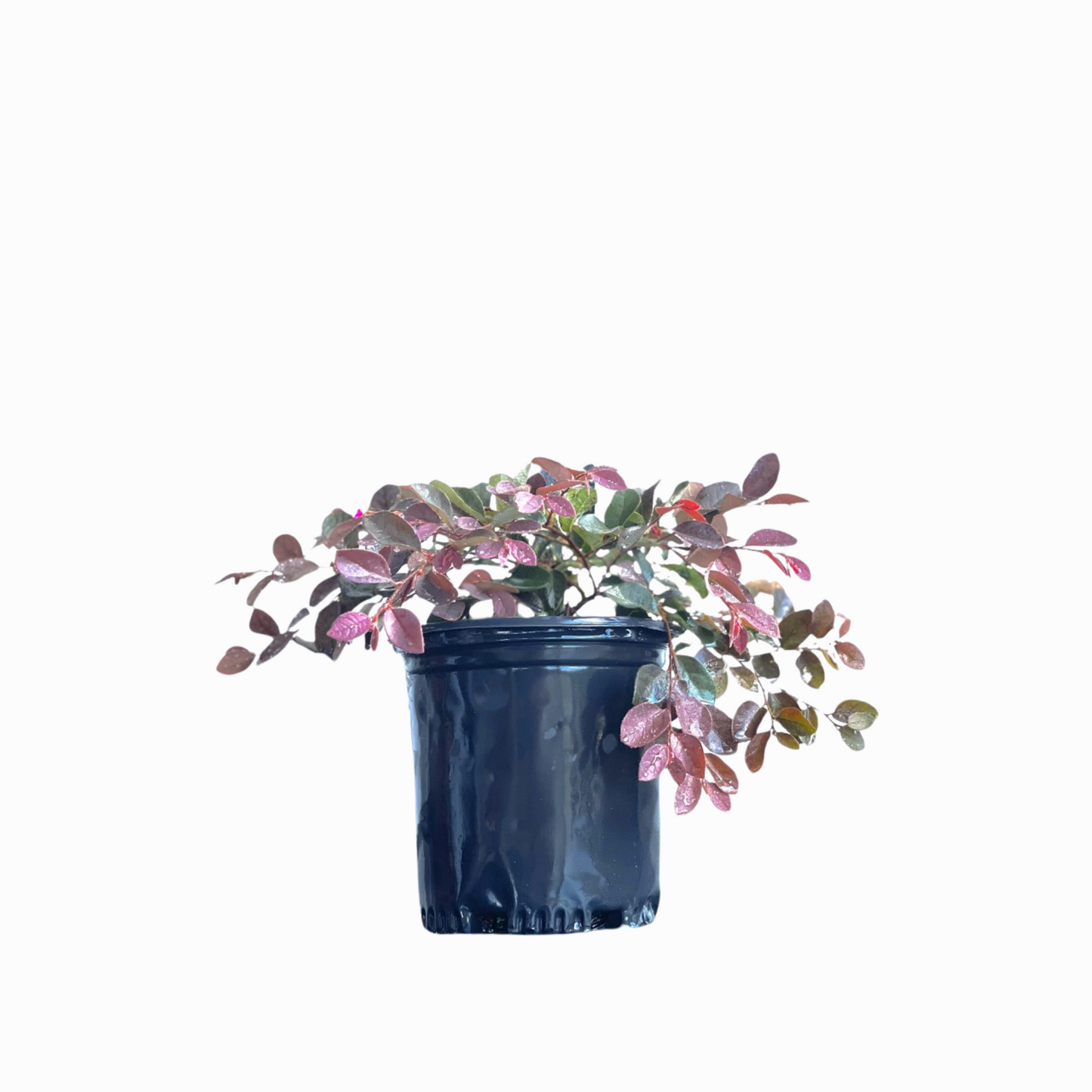 Loropetalum