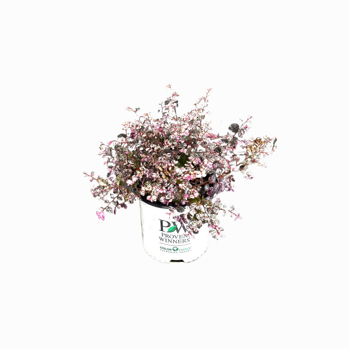 Loropetalum Proven Winners Jazz Hands Variegated