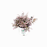 Loropetalum Proven Winners Jazz Hands Variegated