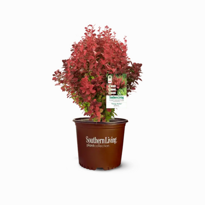 Orange Rocket Barberry™