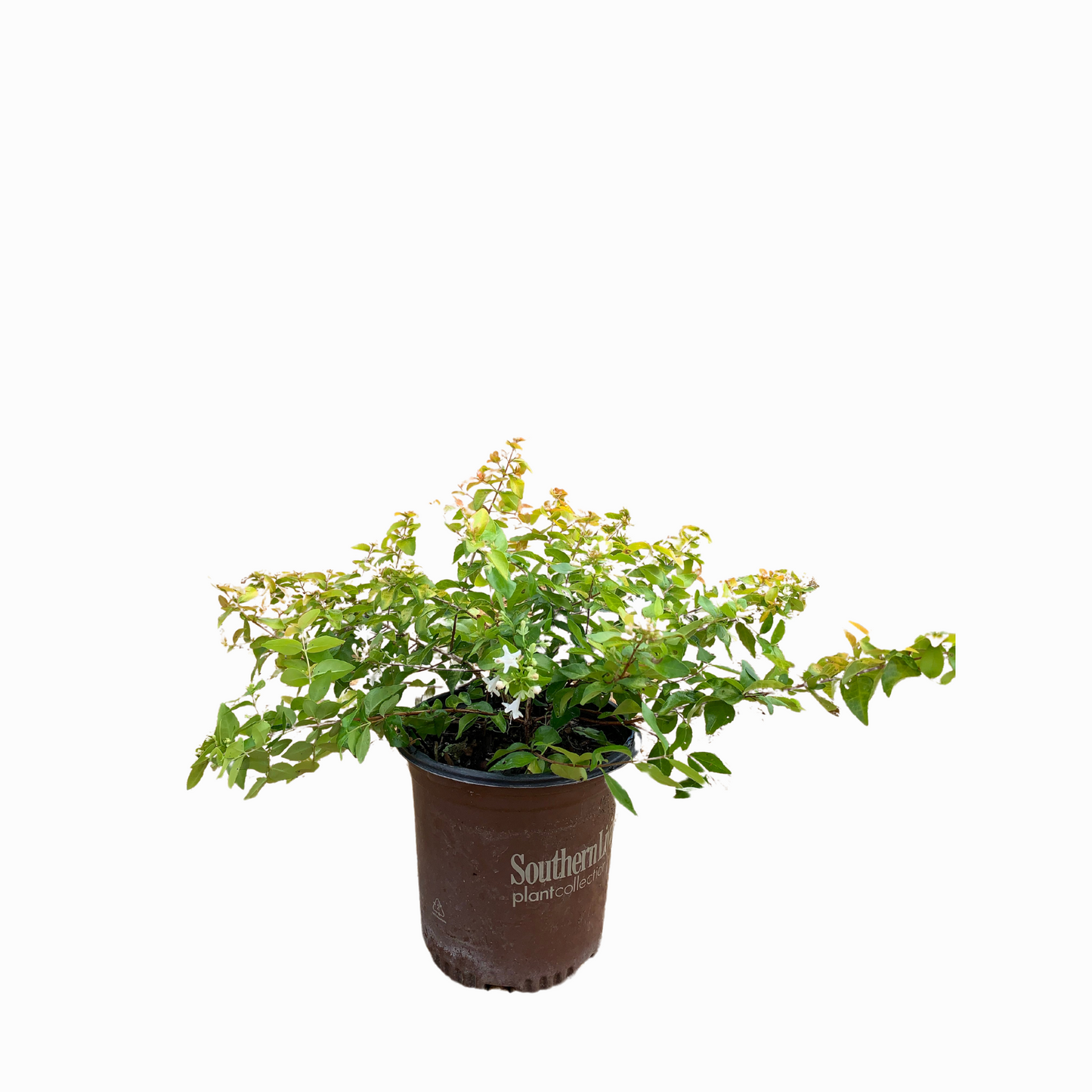 Peach Perfection Abelia™