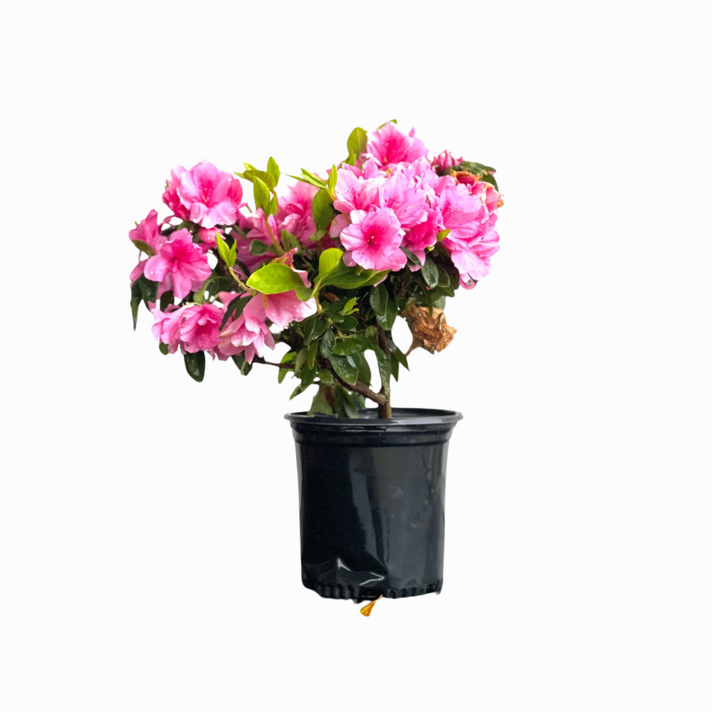 Azala Pink Ruffles Pink Ruffle Azalea – michaelsnursery