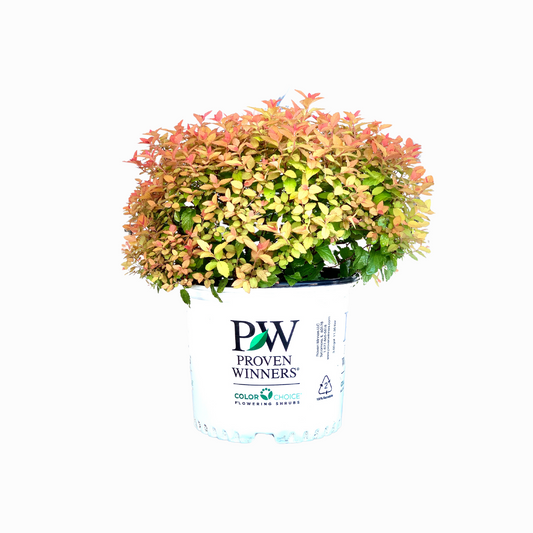 Proven Winners Candy Corn Spiraea