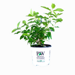 Proven Winners Little Lime Hydrangea