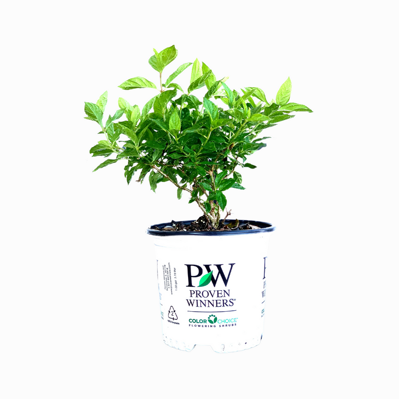 Proven Winners® Little Lime Hydrangea - Compact Shrub with