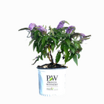 Proven Winners Pugster® Amethyst Butterfly Bush