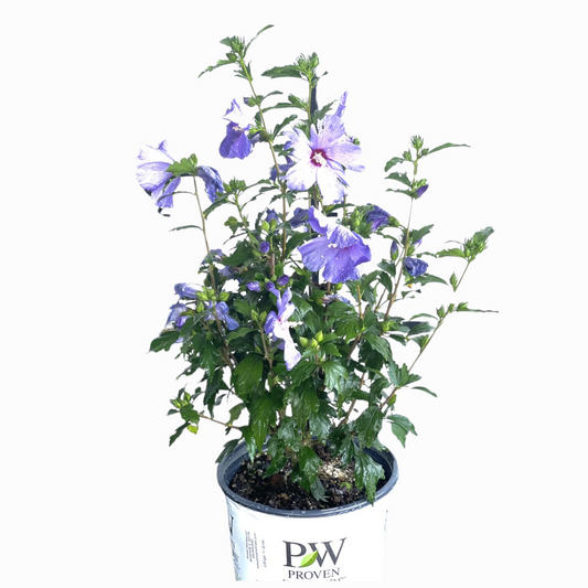 PURPLE PILLAR Rose of Sharon Proven Winner