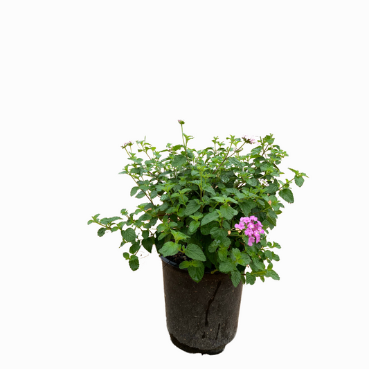 Purple Trailing Lantana