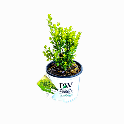 SPRINTER Boxwood