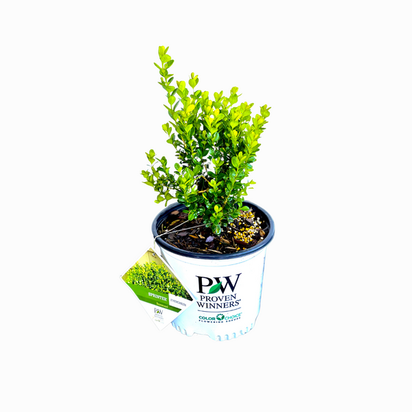 Proven Winners Sprinter Boxwood