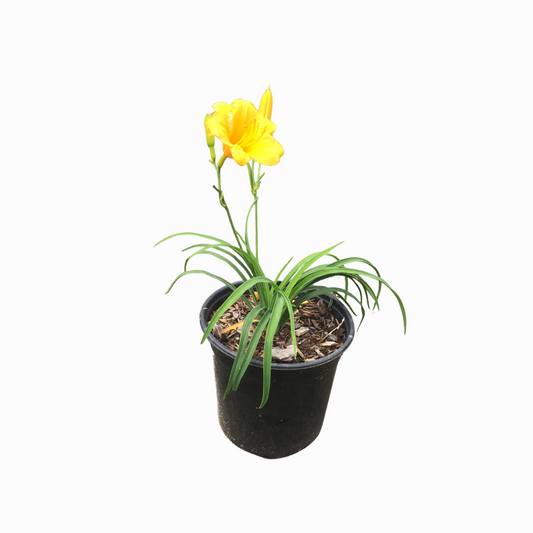 Stella De Oro Daylily