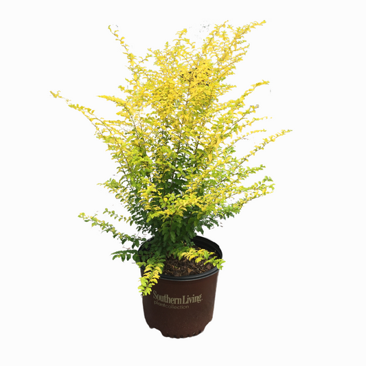 Sunshine Ligustrum™