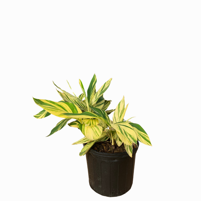 variegated ginger plant care indoor Variegated Ginger – michaelsnursery