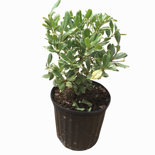 Variegated Pittosporum