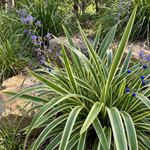 Variegated Dianella