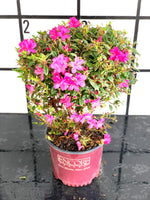 Autumn Amethyst Azalea