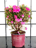 Autumn Amethyst Azalea