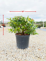 GG Gerbing Azalea
