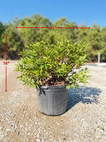 GG Gerbing Azalea