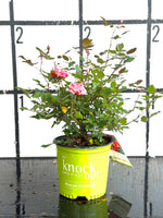 Pink Double Knock Out Rose