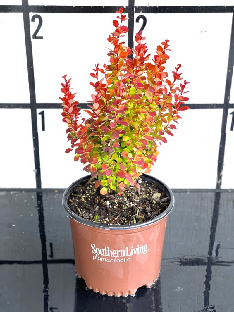 Orange Rocket Barberry™ – michaelsnursery