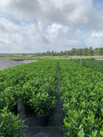 Frost Proof Gardenia