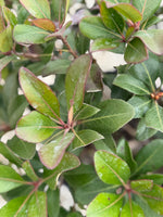 Clara Indian Hawthorn