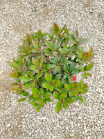 Clara Indian Hawthorn