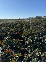 Clara Indian Hawthorn