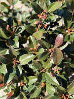 Clara Indian Hawthorn