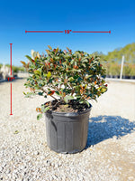 Clara Indian Hawthorn