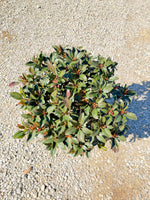 Clara Indian Hawthorn