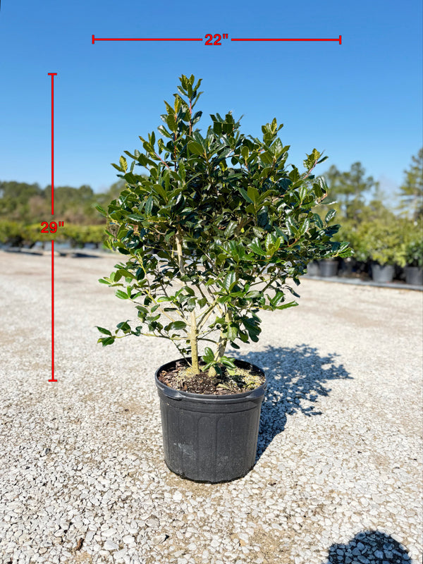 Nellie R. Stevens Holly