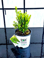 Proven Winners Sprinter Boxwood