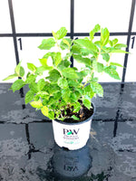 Proven Winners Little Lime Hydrangea