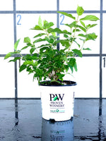 Proven Winners Little Lime Hydrangea