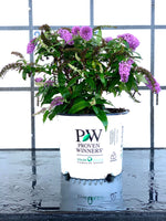 Proven Winners Pugster® Amethyst Butterfly Bush