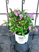 Proven Winners Pugster® Amethyst Butterfly Bush