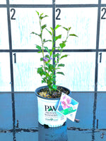 PURPLE PILLAR Rose of Sharon Proven Winner