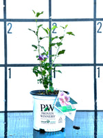 PURPLE PILLAR Rose of Sharon Proven Winner